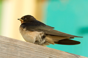 Image showing A young swallow