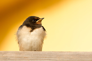 Image showing A young swallow