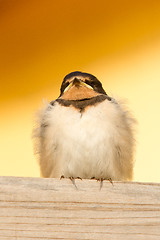 Image showing A young swallow