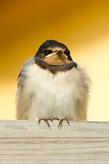 Image showing A young swallow