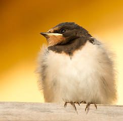 Image showing A young swallow