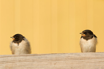 Image showing Two young swallows