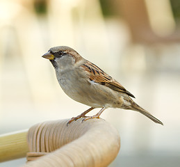 Image showing Sparrow on a chair