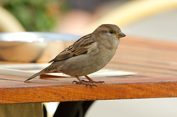 Image showing Sparrow on a table