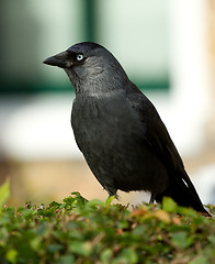 Image showing Daw sitting in hedge