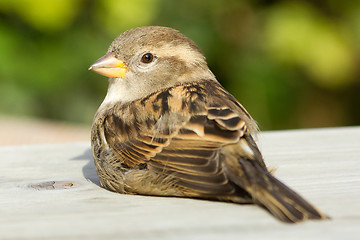 Image showing Sparrow on a table