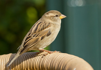 Image showing Sparrow on a chair