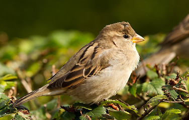 Image showing Sparrow with tick