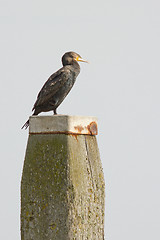Image showing Cormorant on a pole
