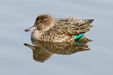 Image showing A colorfull duck