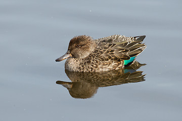 Image showing A colorfull duck