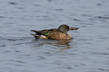 Image showing A Northern Shoveler