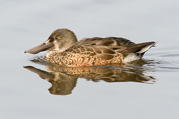 Image showing A Northern Shoveler