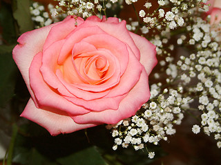 Image showing tea rose and baby-breath