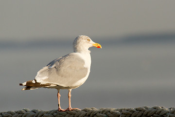 Image showing Seagull on the watch