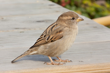 Image showing Sparrow on a table