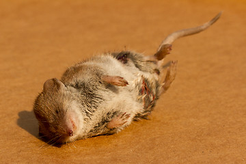 Image showing A dead mouse