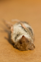 Image showing A dead mouse