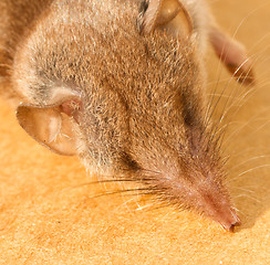 Image showing A dead mouse