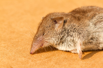 Image showing A dead mouse