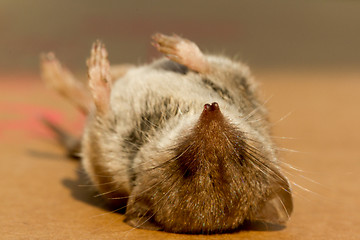 Image showing A dead mouse