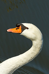 Image showing A swan