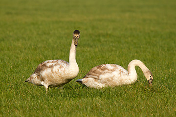 Image showing Two young swans