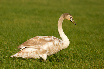 Image showing A young swan