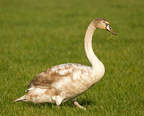 Image showing A young swan