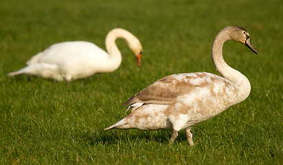 Image showing Two swans