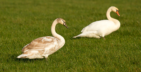 Image showing Two swans