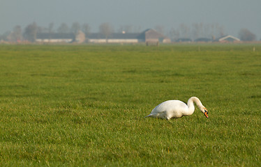 Image showing A swan is eating