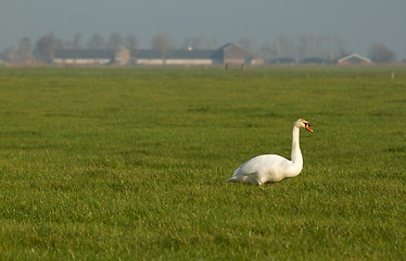 Image showing A swan is eating