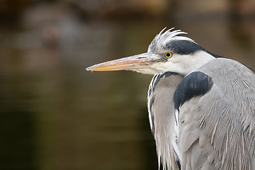 Image showing Great blue heron