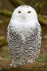 Image showing A snow owl
