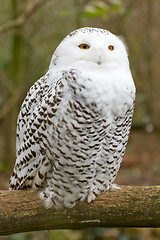 Image showing A snow owl