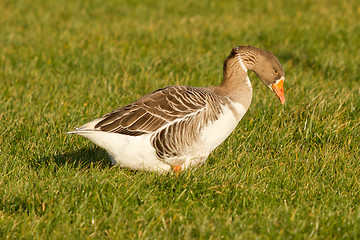 Image showing A goose