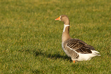 Image showing A goose