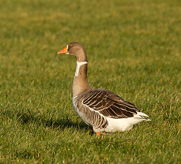 Image showing A goose