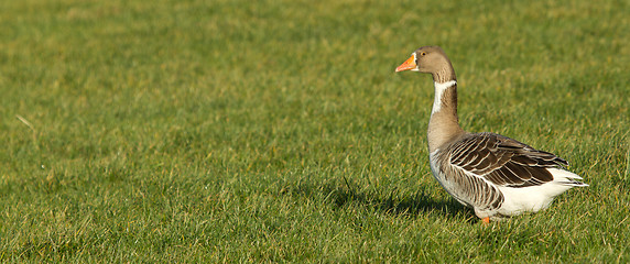 Image showing A goose