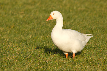 Image showing A goose