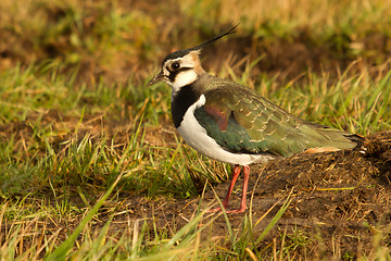 Image showing A lapwing in a field