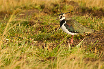 Image showing A lapwing in a field