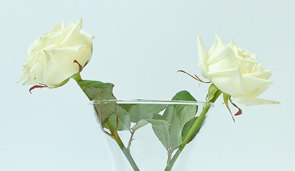 Image showing Two white roses