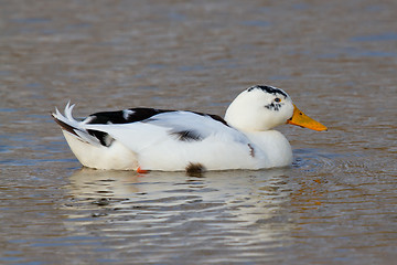 Image showing A wild duck