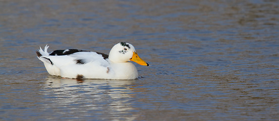 Image showing A wild duck