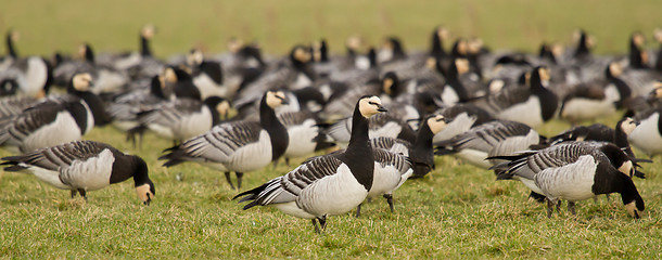 Image showing A group of barnacle geese