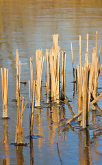 Image showing Reed in frozen lake