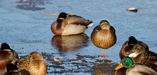 Image showing A group of wild ducks