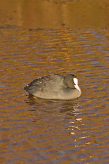 Image showing A common coot